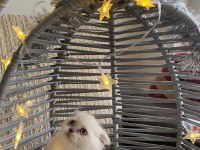 ANKARA İÇİ OYUNCU BEBEK KEDİLER