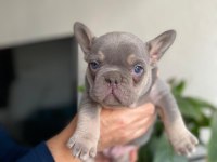 Üst Düzey Mavi Gözlü French Bulldog Yavrularımız