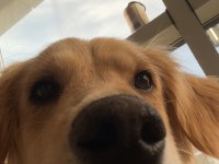 Ücretsiz Golden Retriever Yuva Arıyoruz