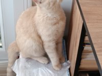 British shorthair hazır