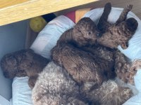 Red toy poodle
