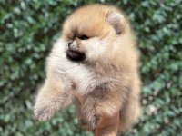 Teddy pomeranian prenses