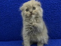İstanbul içi Adrese teslim lilak scottish fold longhair