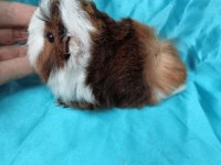 Yeni guinea pig yavrularımızı görmeden Karar vermeyin