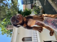 Ev ortamından doberman yavruları