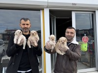 Maltipoo Yavrularımız Magazamızda Canlı Görün