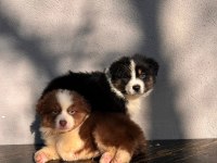 Birinci Sınıf Bernese Yavruları