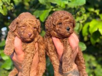 Toy Poodle Yavruları Üst Kalite