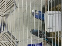 HAZIR EŞ ÇİFT ERKEK JUMBO DİŞİ ÇEK MUHABBET KUŞU