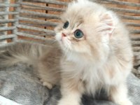 British Longhair Safkan