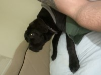 Orjinal safkan dişi cane corso