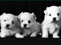MALTESE TERRİER YAVRU KÖPEĞİMİZ