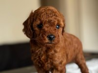 A KALİTE ORJİNAL TOY POODLE