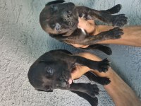 Cane Corso yavru