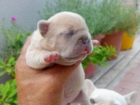 Egzotic Fransız bulldog