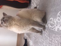 Blue point british shorthair