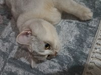 British shorthair silver dişi