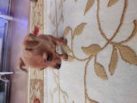 Pinscher Köpeğimiz
