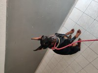 1 yaşında dişi doberman FCI KIF A secere, Von Bsgira