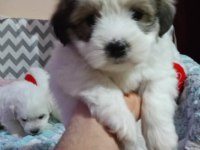 45 günlük maltese terrier bebekler