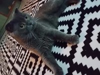 Scottish fold kedime dişi eş arıyorum