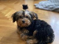 Eğitim derdi yok köpeğimizin