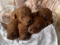 Red Brown Silver Apricot Beyaz Poodle Yavrularım