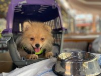 Pomeranian 4.5 aylık erkek