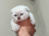 2 Aylık Blue Point Scottish Fold Yavrumuz