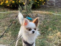 Oğluşuma Gelin Adayı Arıyorum Chihuahua