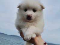 Kar beyaz pomeranian yavrular