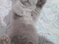 2 aylık dişi 3 tane british shorthair kedim