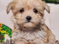 Dişi Teacup Morkie