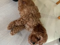 4 dişi ve 2 erkek yavru köpeklerimiz