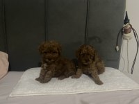 Boy Kilo Irk Ve Sağlık Garantili Poodle