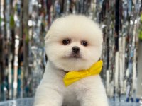 Safkan Pomeranian Boo Bebekler