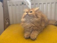 British Longhair Dişi Kedimiz