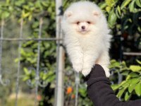 Yavru erkek pomeranian