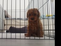 2 aylık dünyalar tatlısı toy poodle