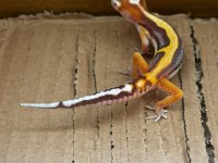 Kalp Desenli Leopard Gecko