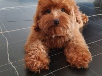 Red Brown Maltipoo
