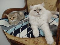 British Longhair Erkek Yavru