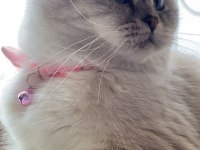 Ücretsiz British Shorthair 1.5 Yaşında