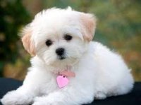 0 NUMARA MİNİ BOY MALTESE YAVRULARIMIZ