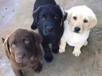 Çikolata ve beyaz renk Labrador Yavruları 
