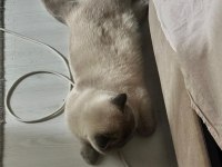 Blue Point british shorthair