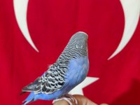 KONUŞAN DİŞİ MUHABBET KUŞU ELE KOLA ALIŞKIN SAĞLIKLI