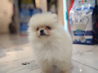 Pomeranian Erkek Yavru 2 Aylık