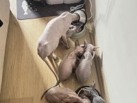 SAFKAN KANADA SFENKS YAVRULARI