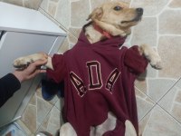 Labrador köpeği erkek